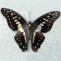 Common jay Graphium doson